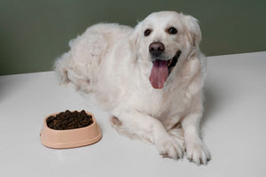 Where to Buy Organ Meat for Dog Food in Florida?