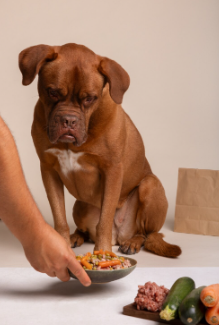 Can Dogs Eat Organ Meats? In Fact, They Should Know Why