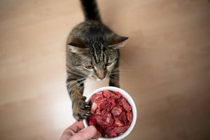 Beyond Kibble: Why Raw is the Way to Go for the Best Cat Food Experience